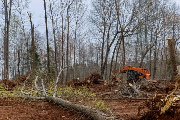 Embreeville, TN Tree Removal Services Company